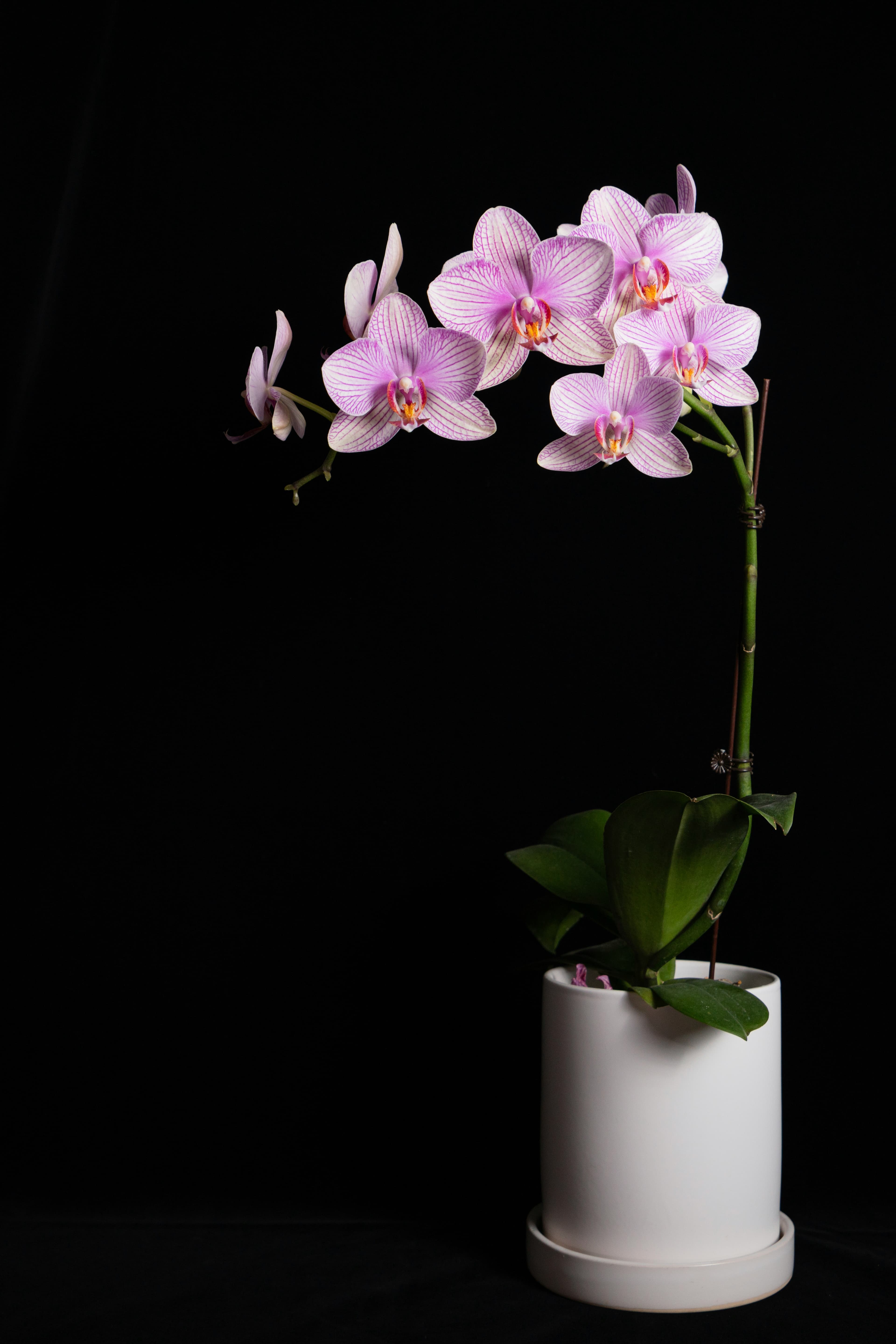 Plantas